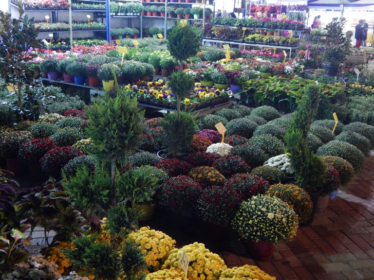 Παράταση Έως τις 9 Νοεμβρίου για την Έκθεση Λουλουδιών στην Κεντρική Πλατεία Ηλιούπολης